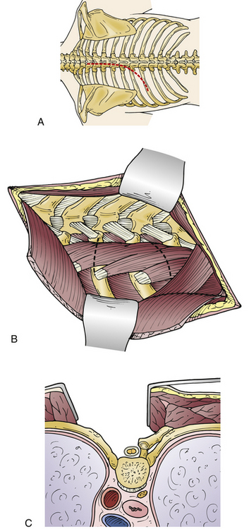0 While Standing Erect The Direction Of Caudal Is Of Chegg While standing erect the direction of caudal is 14 a 14 While standing erect the direction of caudal is A lateral to the trunk.