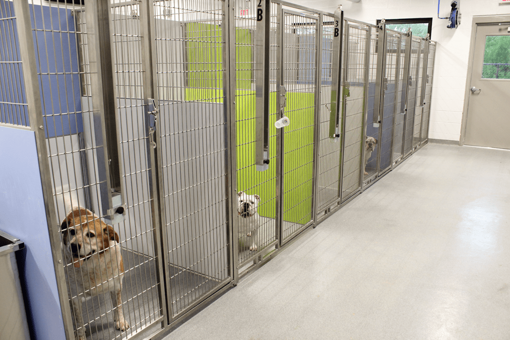 Murphy road animal hospital boarding