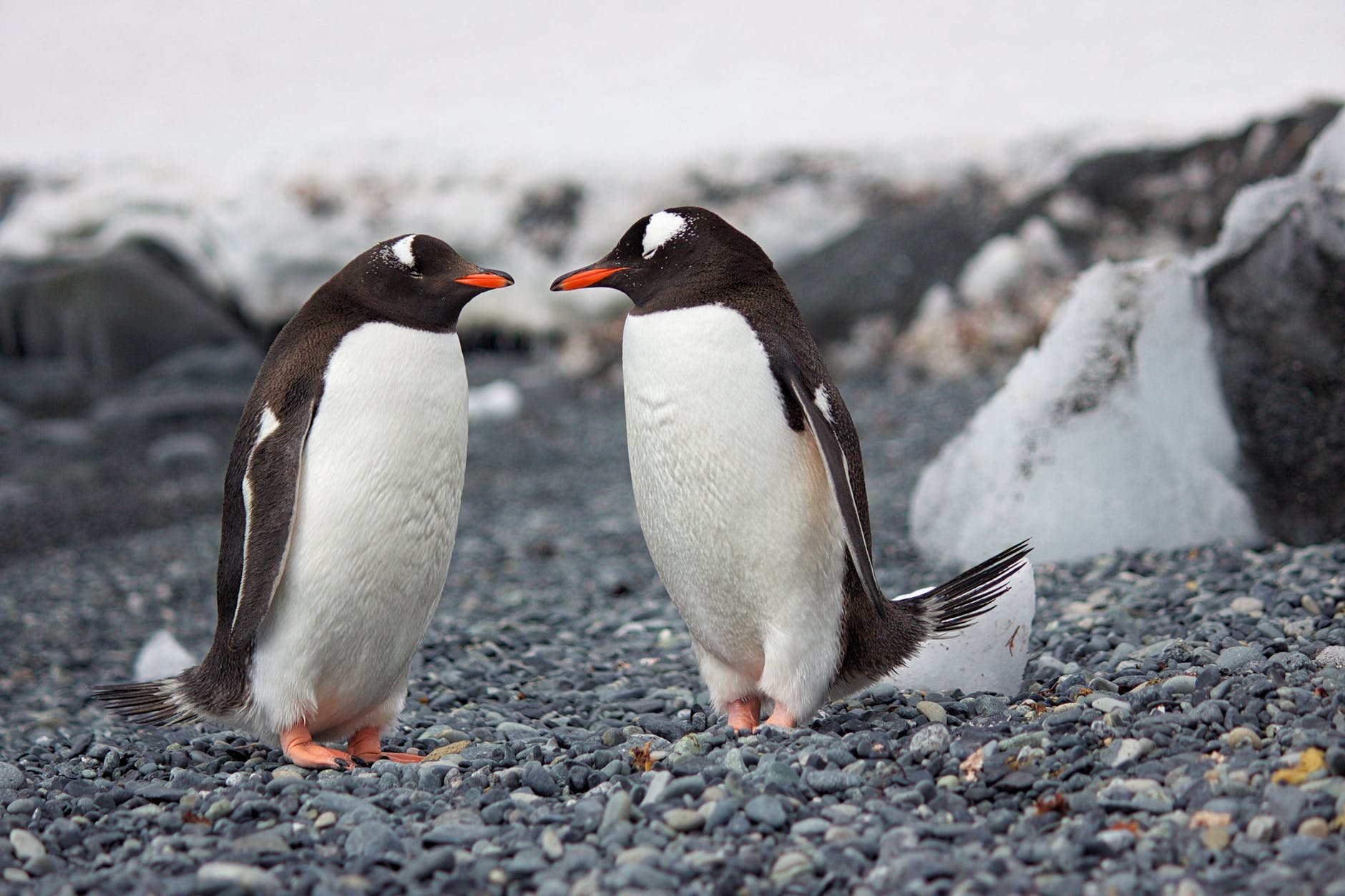 √ apakah penguin memiliki lutut?