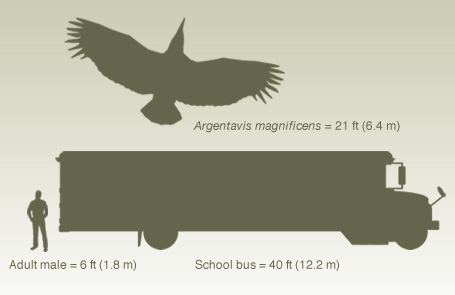 photo Argentavis Magnificens Largest Bird To Exist how to report giant bird sightings