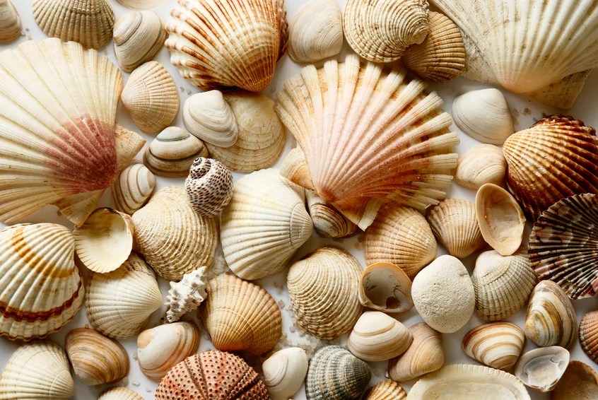 images Benefits Of Sea Shells sea shell mask for spots wrinkles