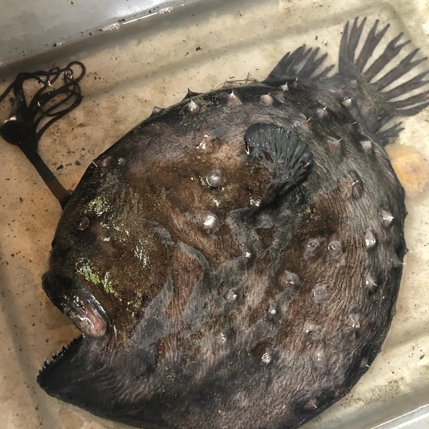 pix Football Fish Vs Angler Fish nach welt