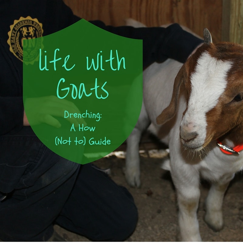How to drench a goat