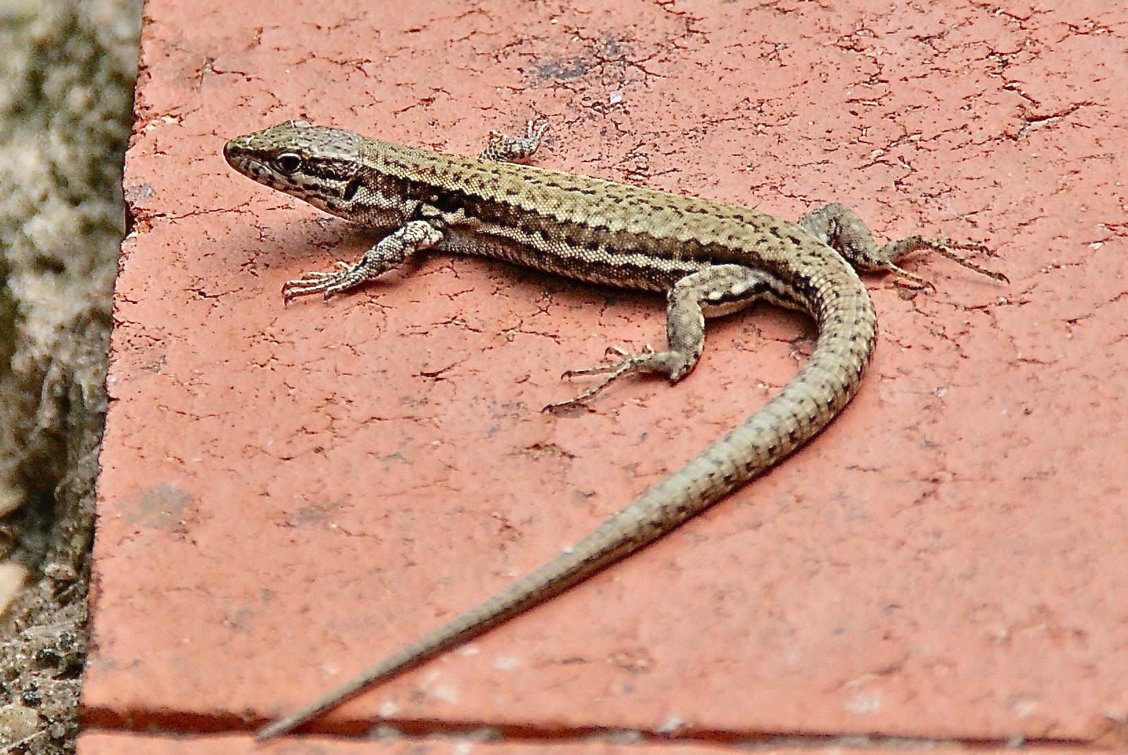 Reproduction Et Sexage Des Lezards Blog