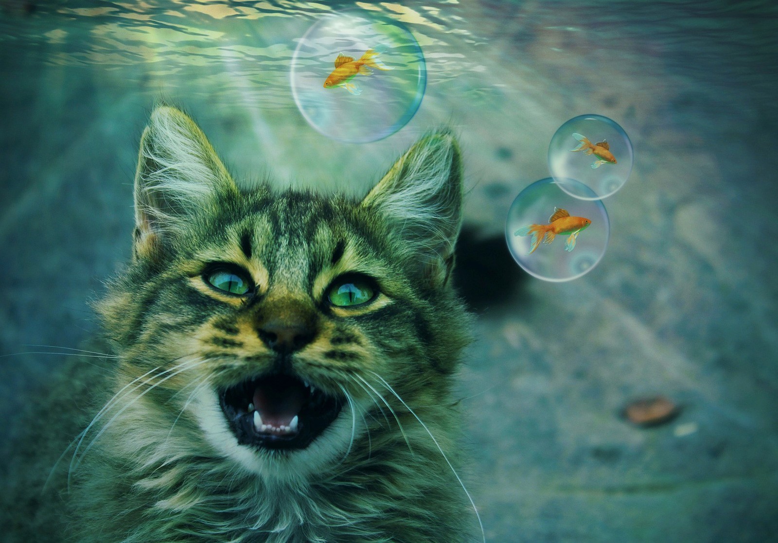 Cat dream meaning and dream interpretation on whats-your-sign