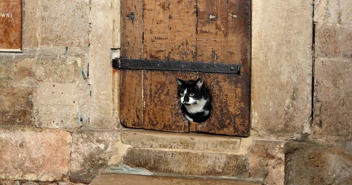 The World's Oldest Cat Flap: A Feline-Friendly Feature in Exeter Cathedral (2026)