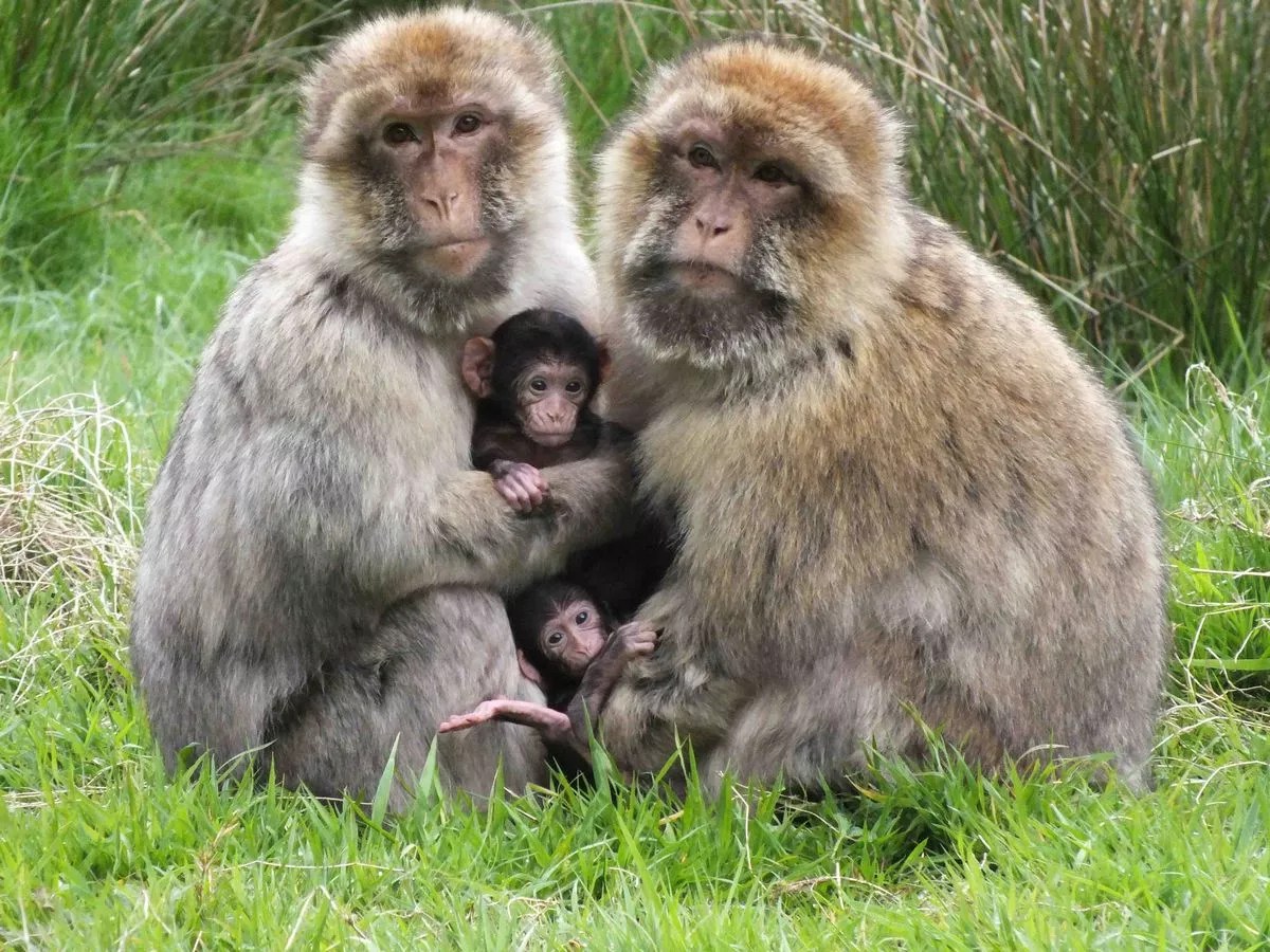 Trentham Monkey Forest Set To Open Next Month As Lockdown Eases Stoke On Trent Live