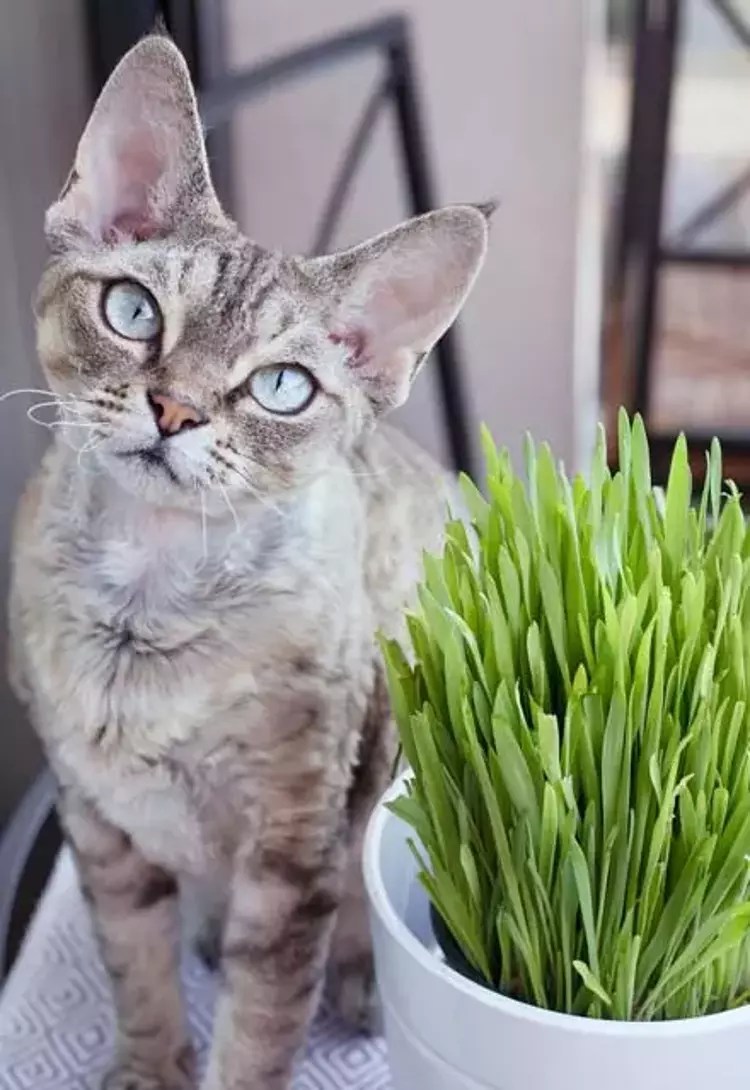 Kedi Ve Kopekler Neden Ot Yer Evcil Ilanlar Kedi Ve Kopekler Neden Ot Yer 2018