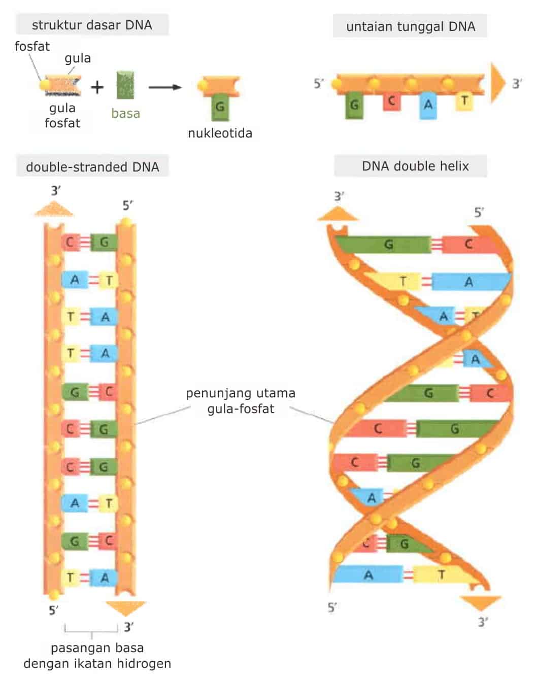 Struktur Dna Double Helix Komposisi Dan Sifatnya Materiipa Moofs Medical Biochemistry Video Course.