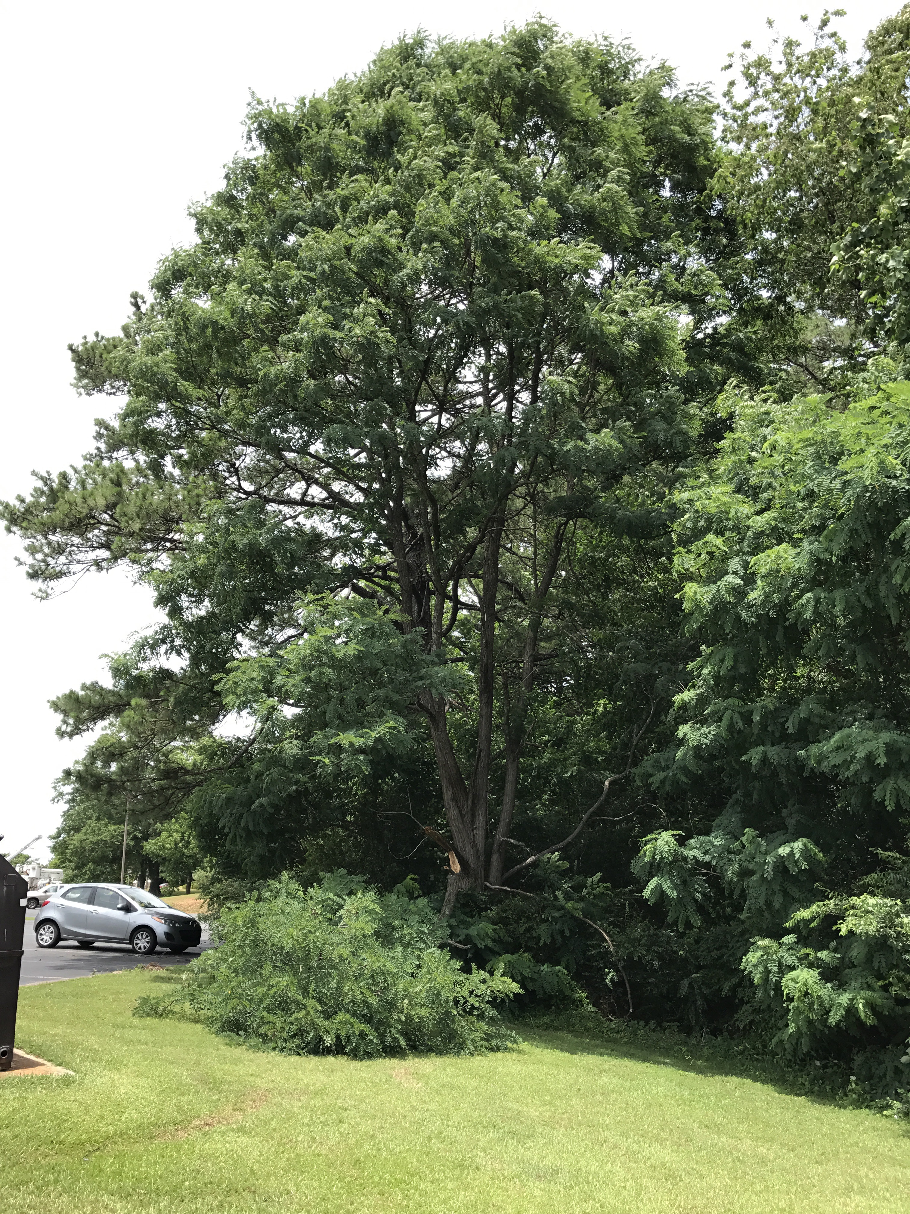 Bia Tree Roots Stock Photo Image Of Park Strongest 124909024