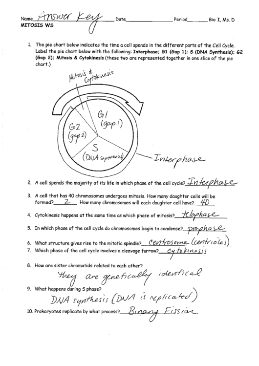 Cell cycle worksheet