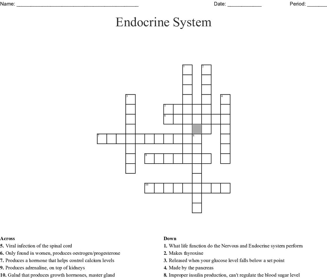 Endocrine system vocabulary matching worksheet