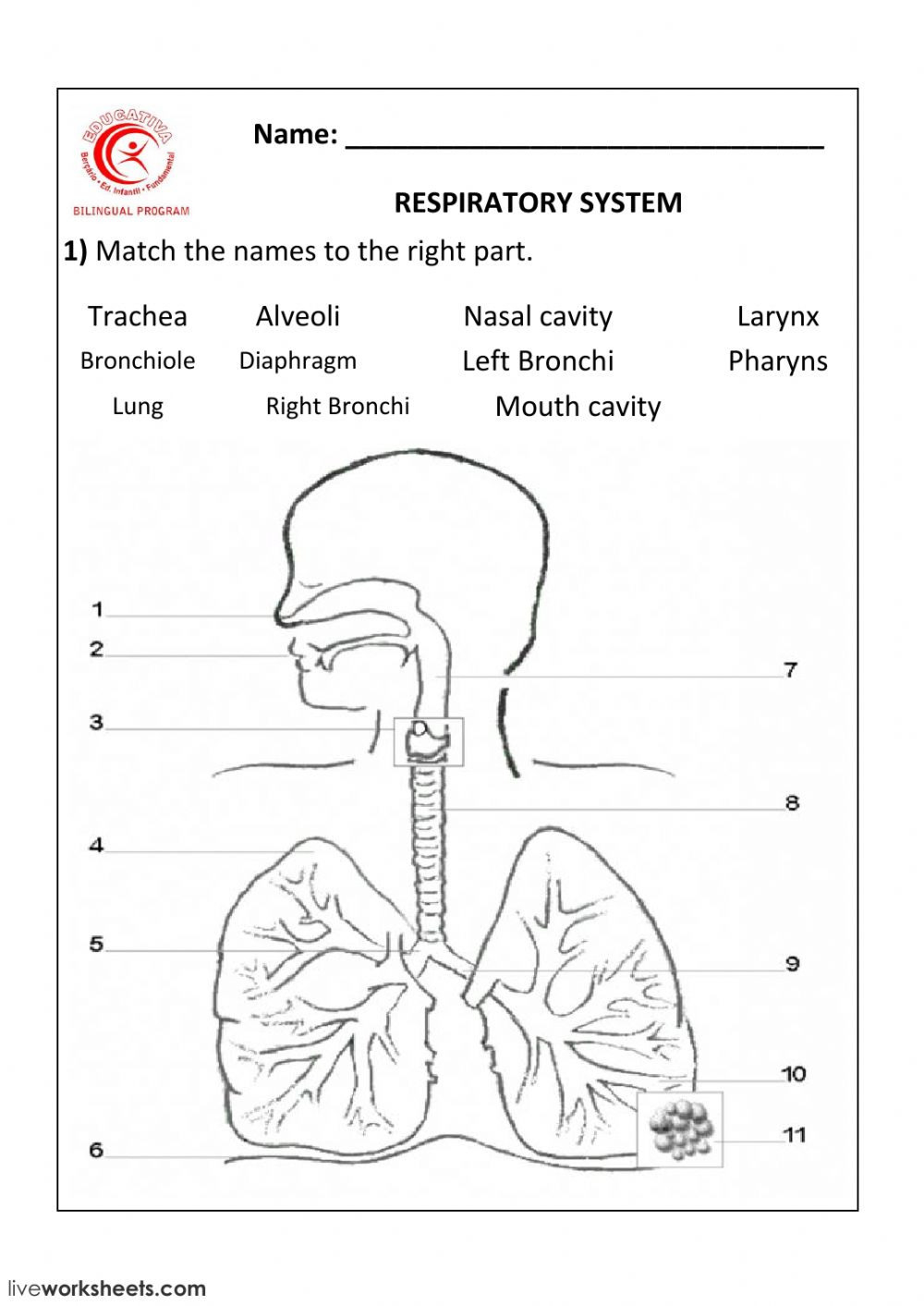 20++ respiratory system worksheet answers