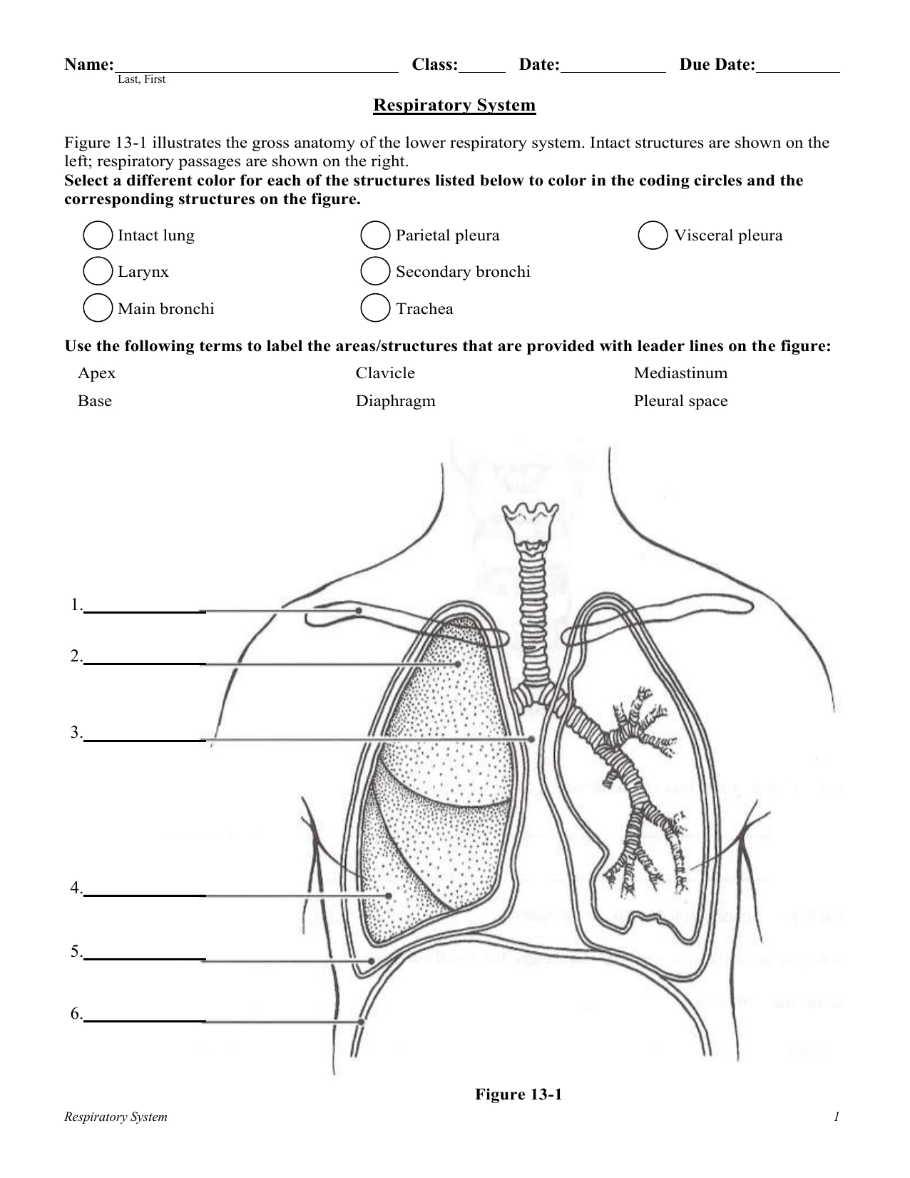 30++ respiratory system worksheet