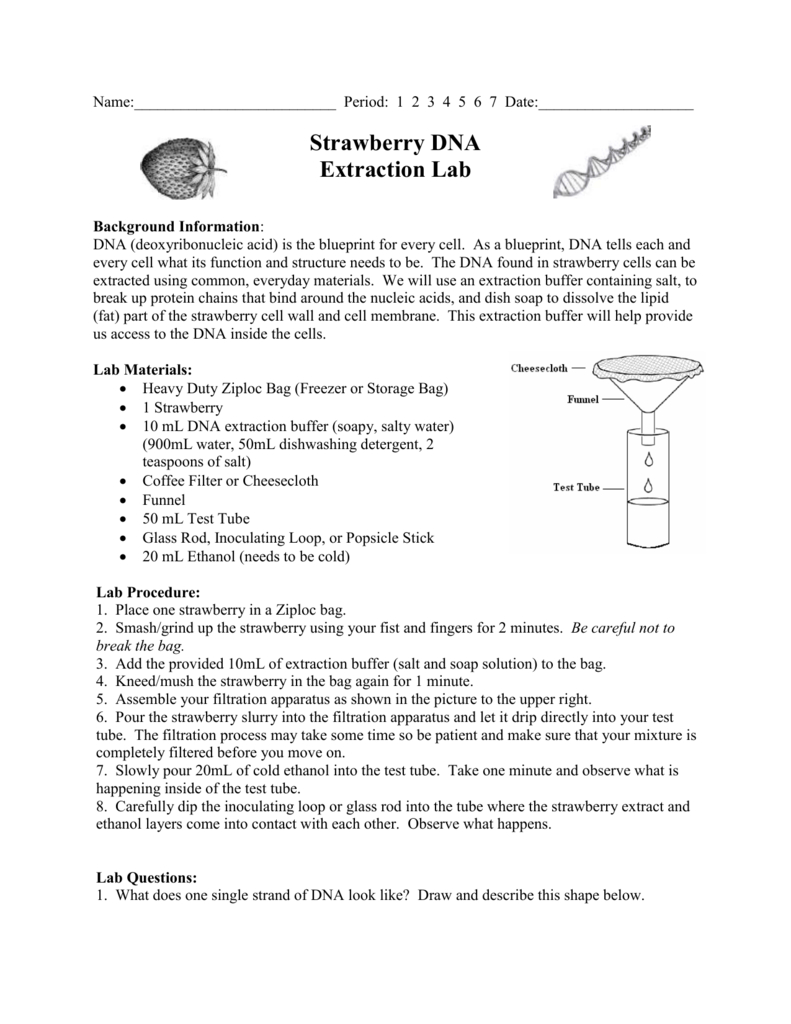 Extracting dna from strawberries worksheet