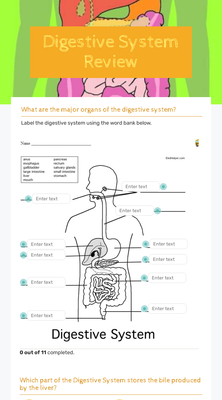 Digestive system fill in the blank worksheet