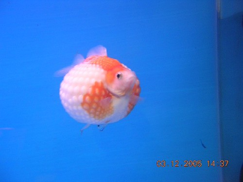 Unduh Gratis Gambar Gambar Ikan Lucu Bikin Ngakak Terkeren oleh Lampung Hits