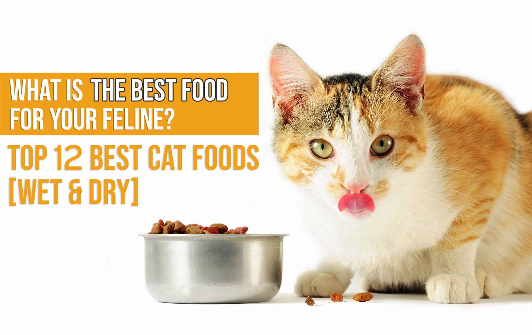 12 Best Cat Foods In 2020 Guide Reviews Of Top Products