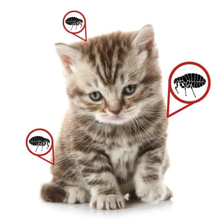 Can cats get lice? 9 best ways to tell if your cat got 'em!