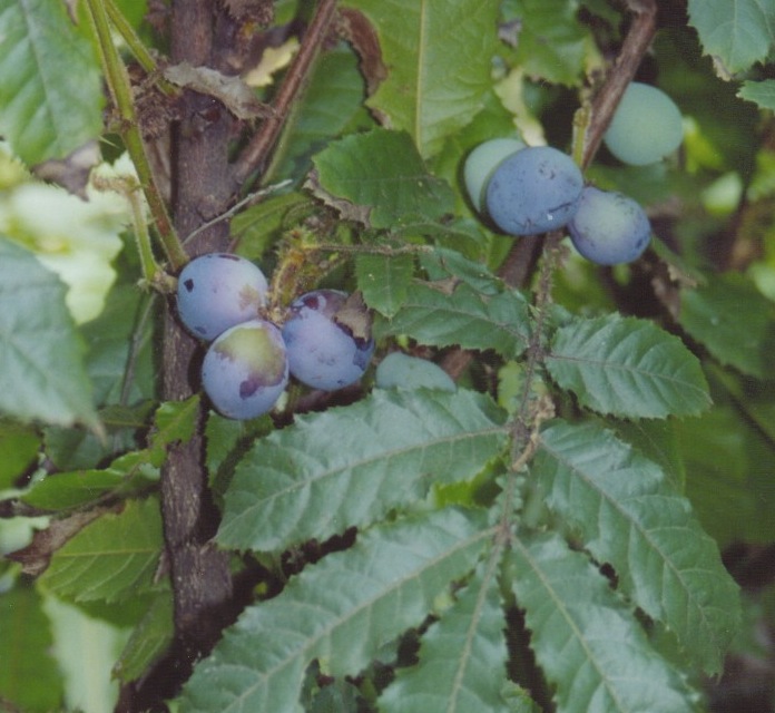 Native fruit trees australia