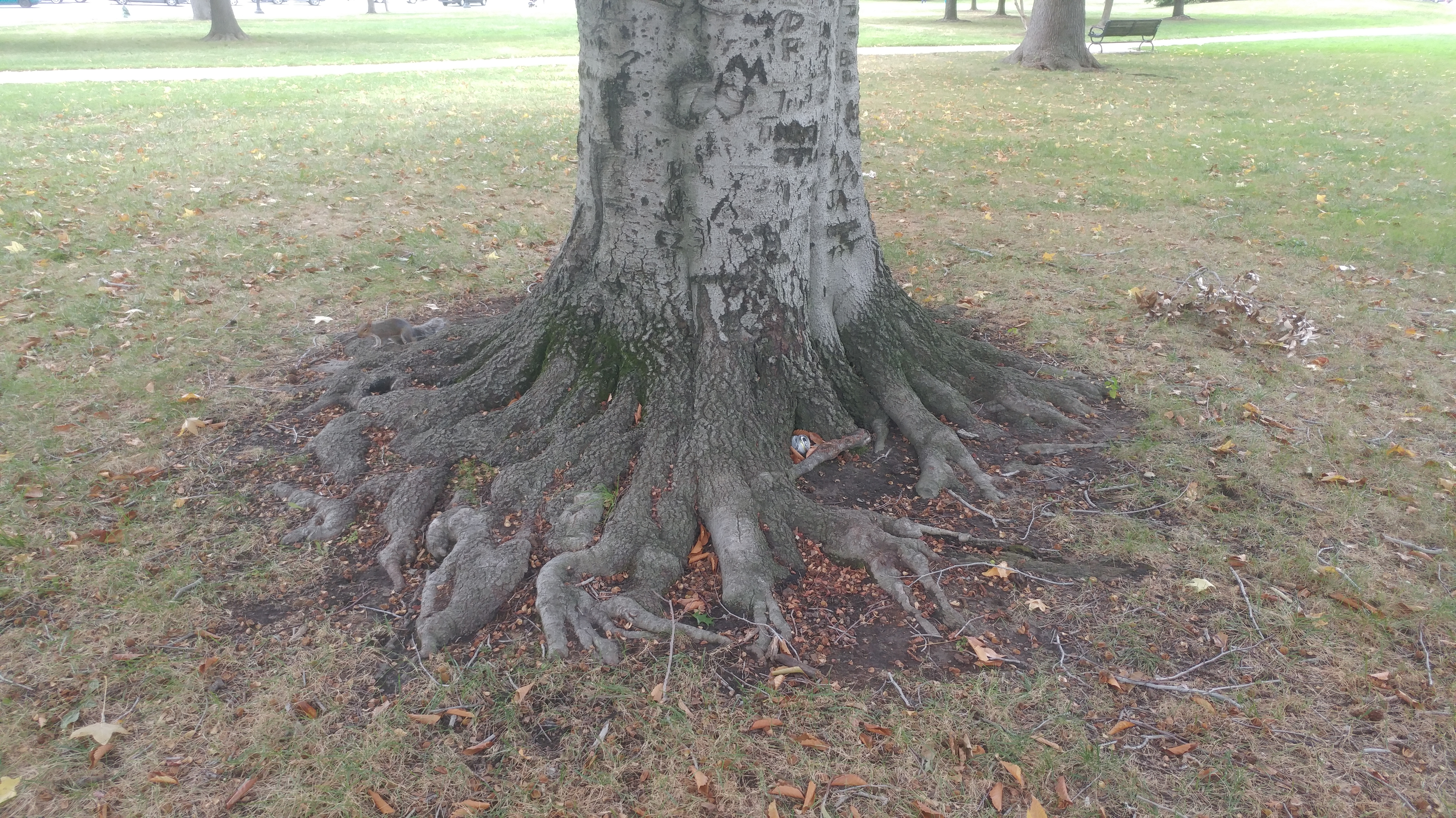 Tree Roots Trees With The Strongest And Deepest Roots