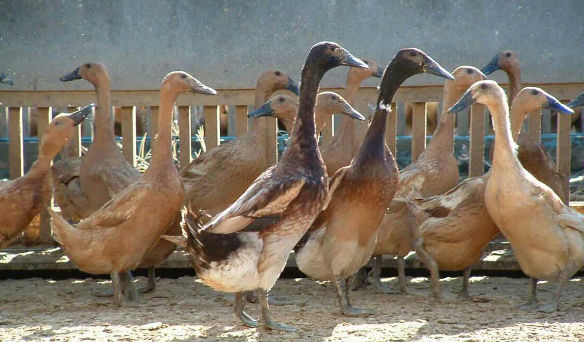 Usaha Ternak Bebek Petelur Lengkap Dengan Analisa Usaha Suplemen Dan Pupuk Anik Cair Terbaik Cara beternak bebek petelur ini dimulai dengan menentukan anggaran mempersiapkan kandang pemilihan bibit perawatan hingga pemanenan.