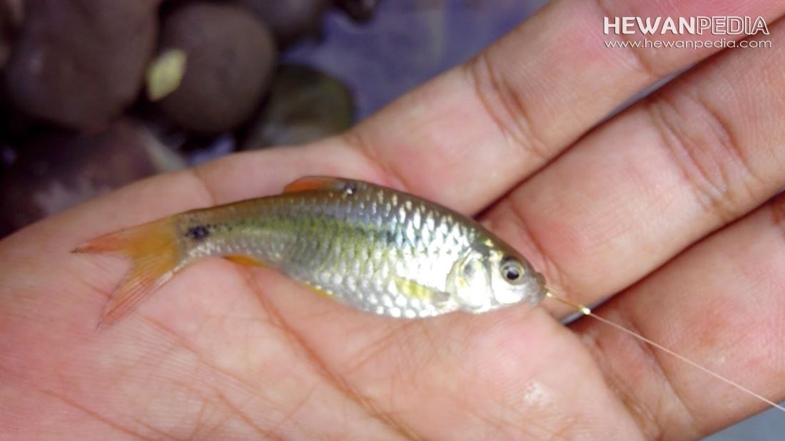 Ini Dia Cara Buat Umpan Jitu Mancing Ikan Wader Paling Ampuh Klik Benner di bawah ini.