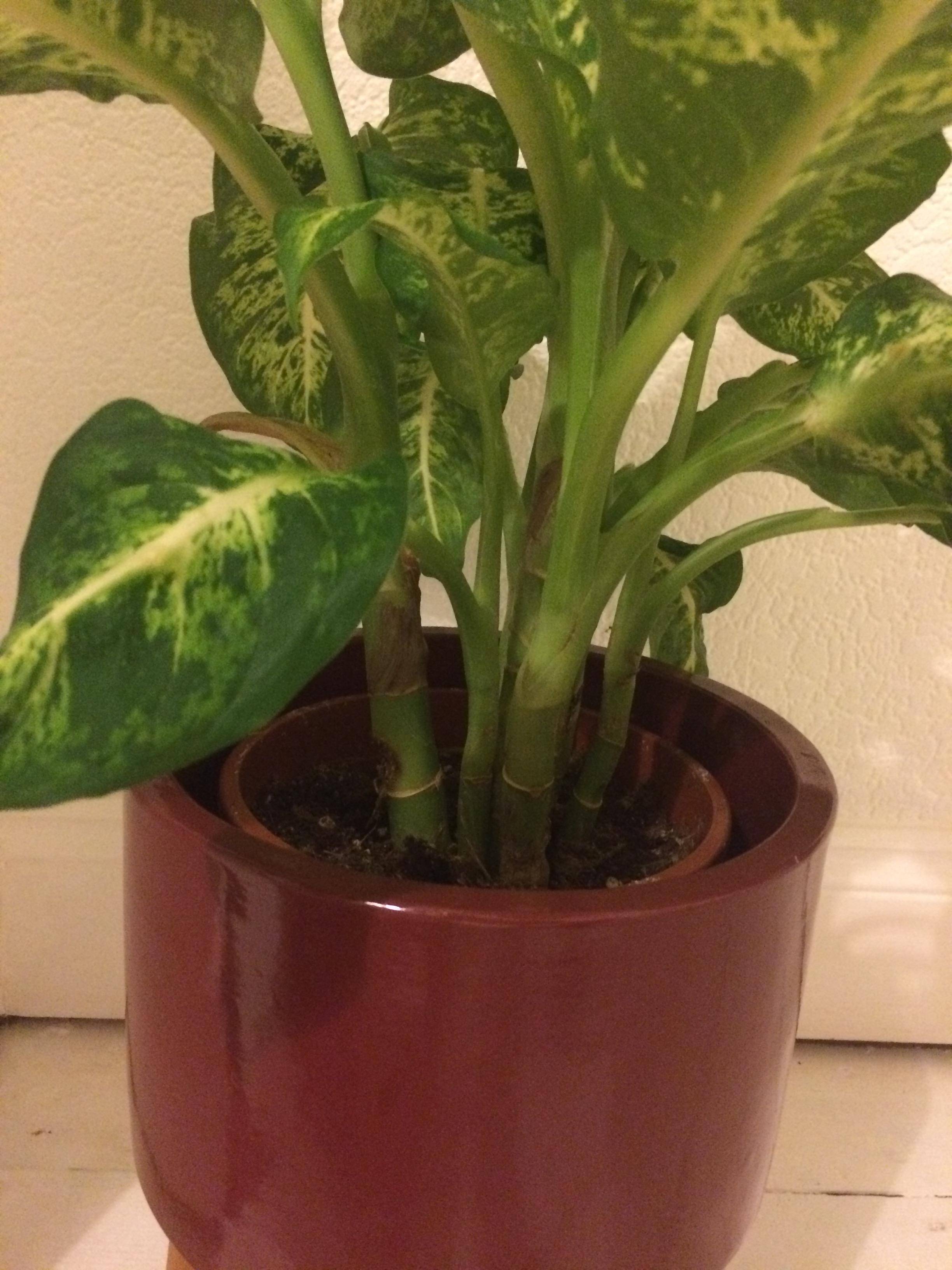Identify common houseplants