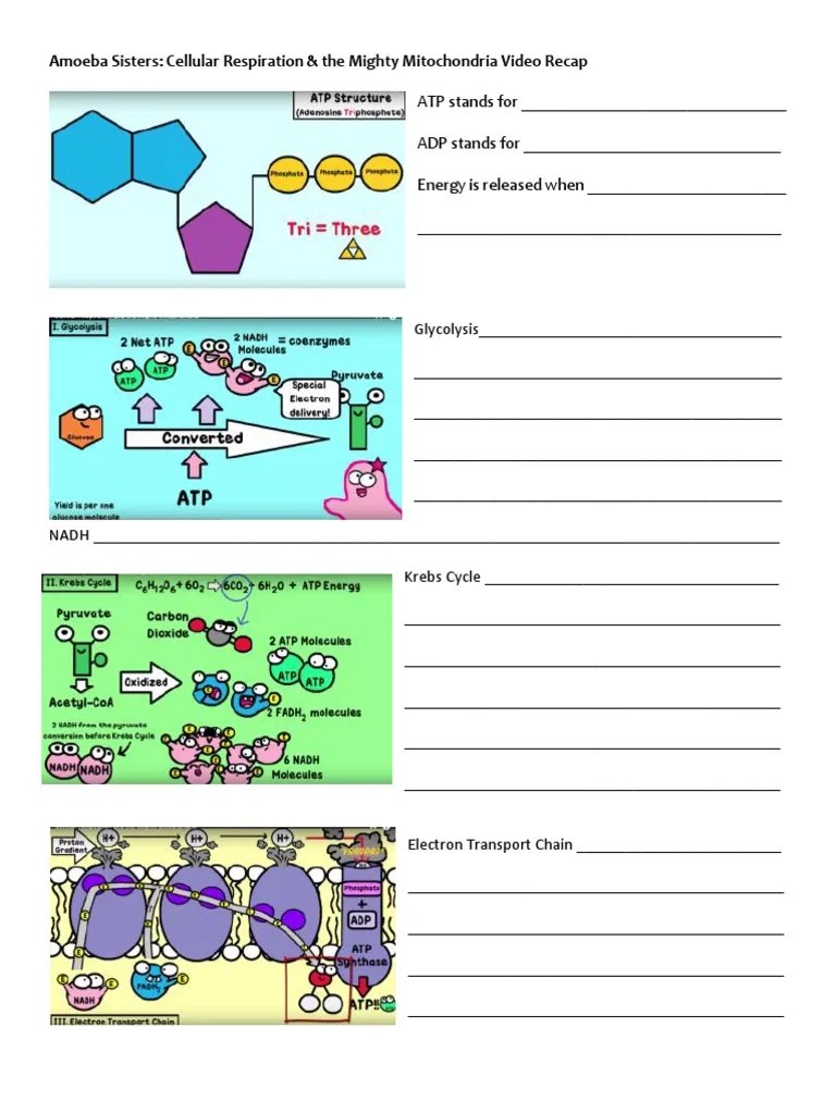 Amoeba sisters biomolecules worksheet answers