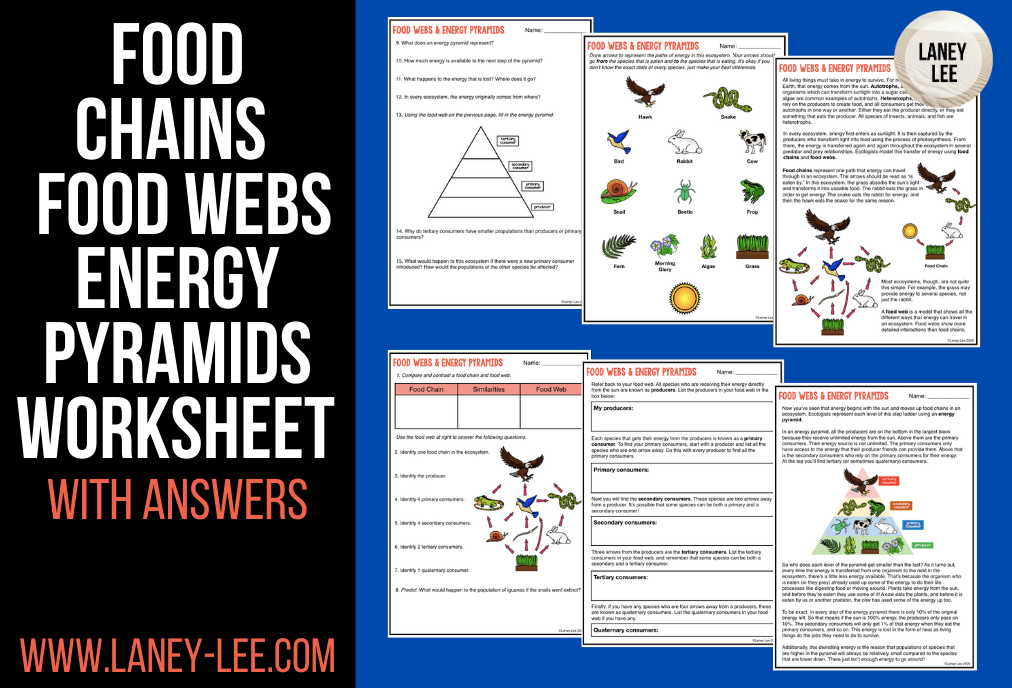 Food chain food webs and energy pyramid worksheet