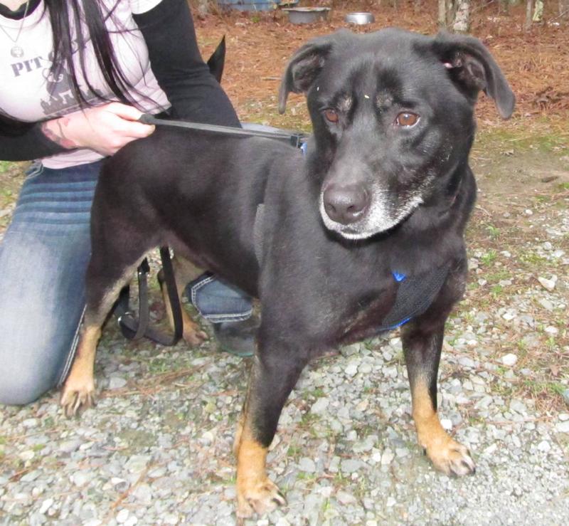 5+ lee's summit animal shelter surrender references