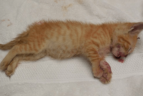 Why Kitten Die
