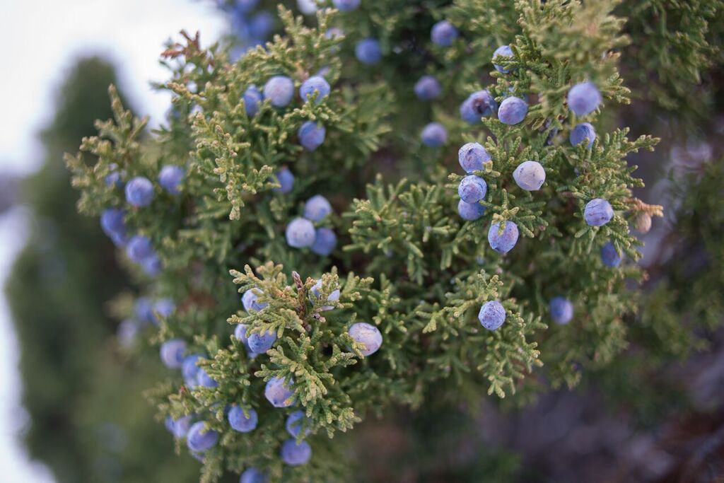 Gin Production At Risk From Juniper Crisis