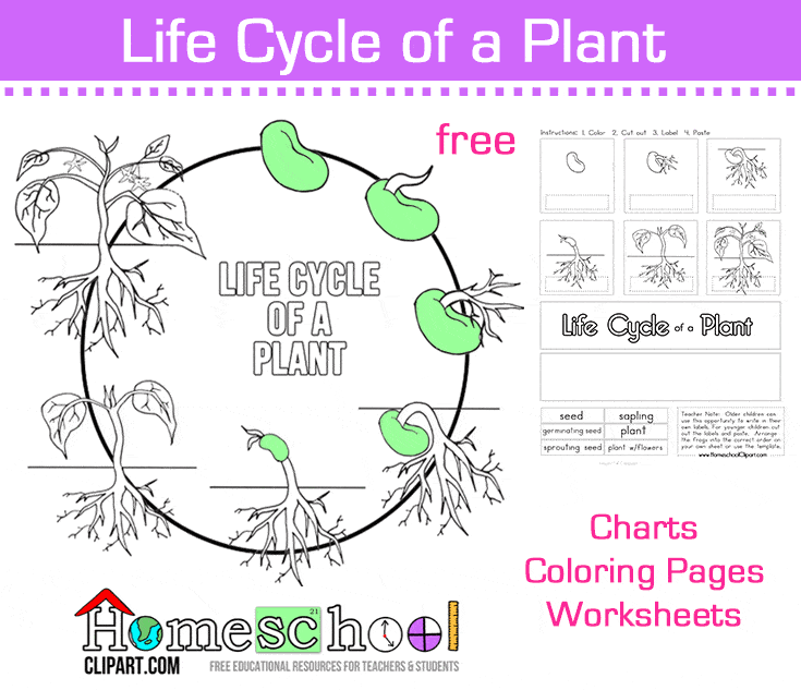 Seed To Plant Coloring Worksheet The Crafty Classroom