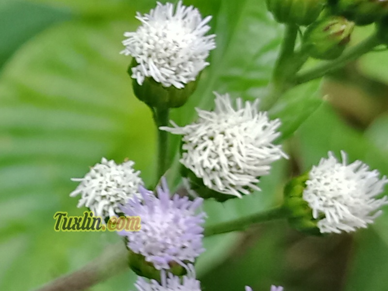 Review Oppo F5, Smartphone Khusus Selfie dengan AI Beauty - Tuxlin Blog