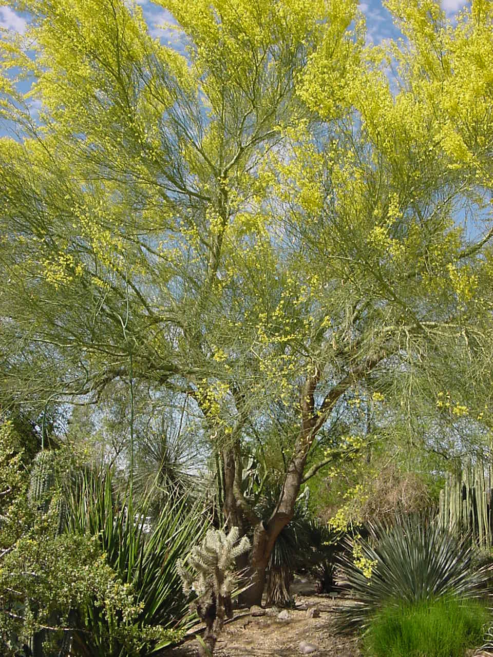 Palo verde webstore