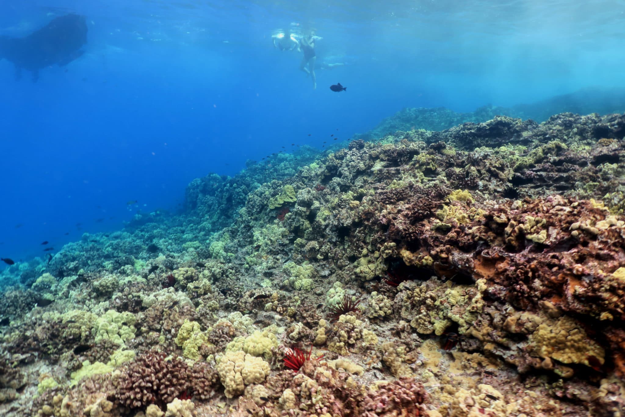 Should you snorkel or scuba dive in molokini crater, hawaii?