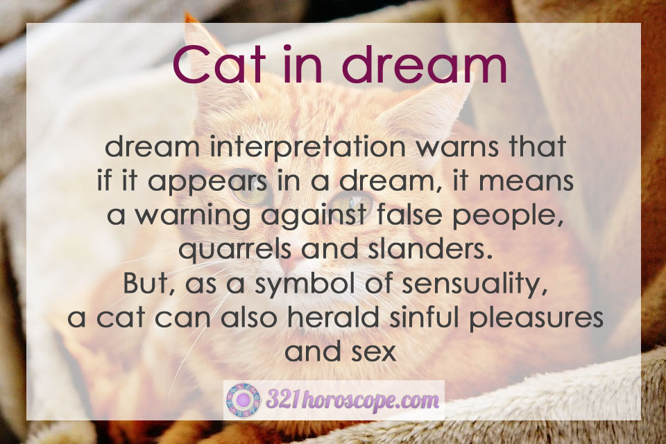 6+ cat in dream means references