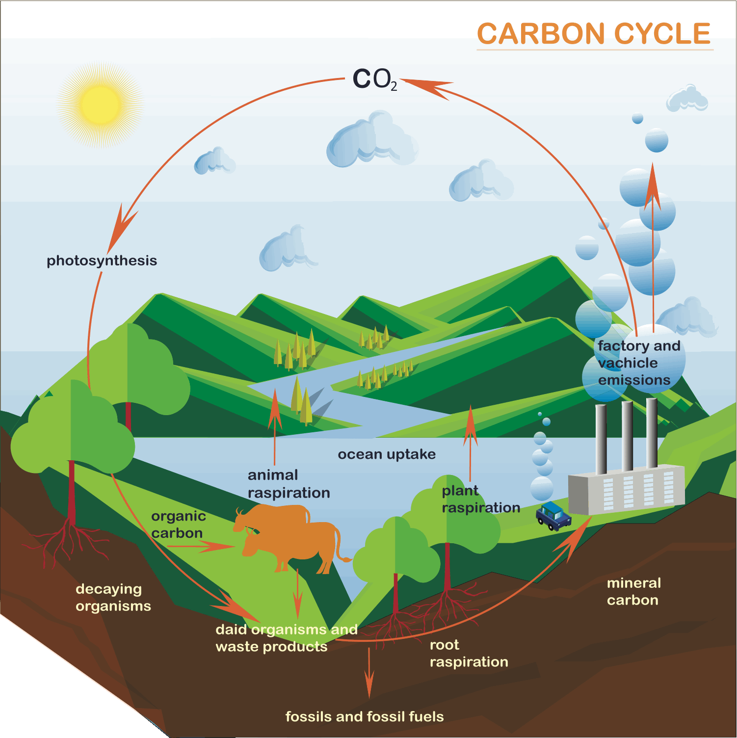 Processes and pathways of the carbon cycle