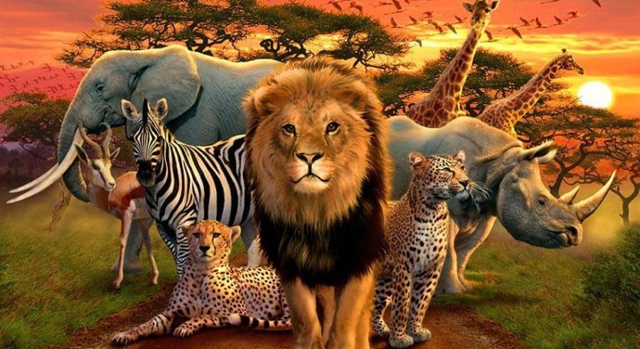 All lists newest add list for you. African Savanna Animals List Wildebeest Wikipedia Approximately 100 000 Insect Species And 1 100 Mammals In Addition To Tens Of Thousands Of Reptiles Amphibians Reptiles Birds And Fish Populate The Continent Mahault Bezuyen