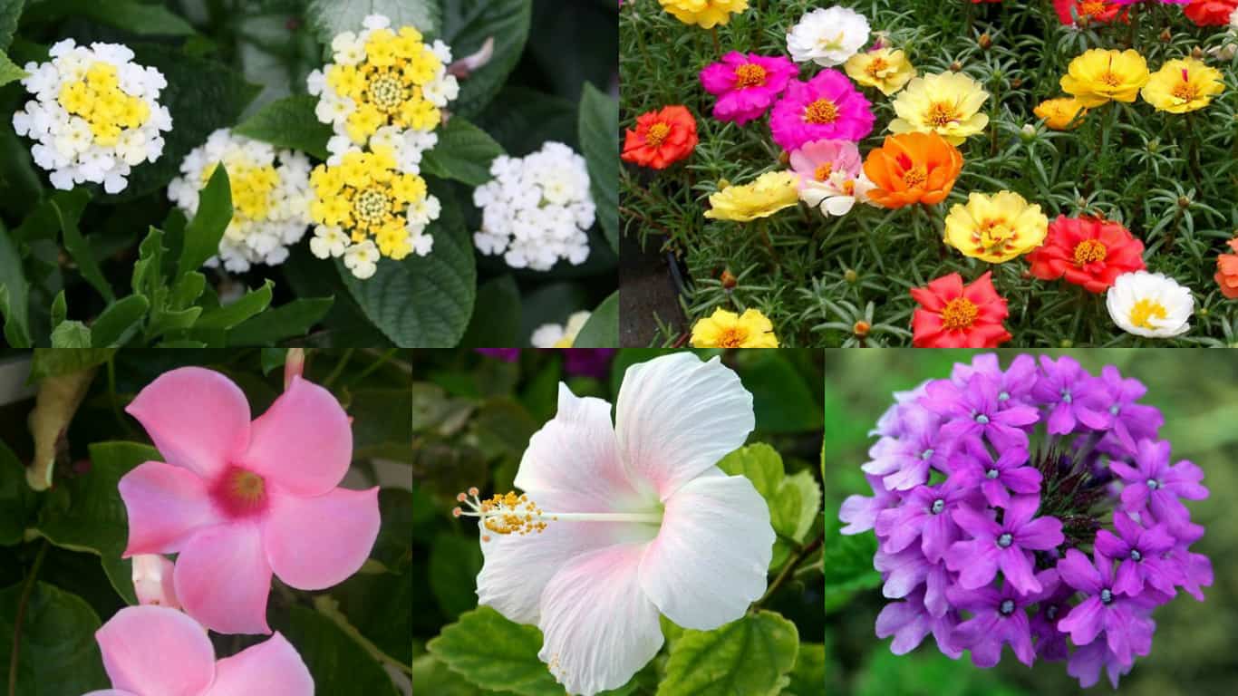 Quali fiori da giardino scegliere e quali sono i prezzi?