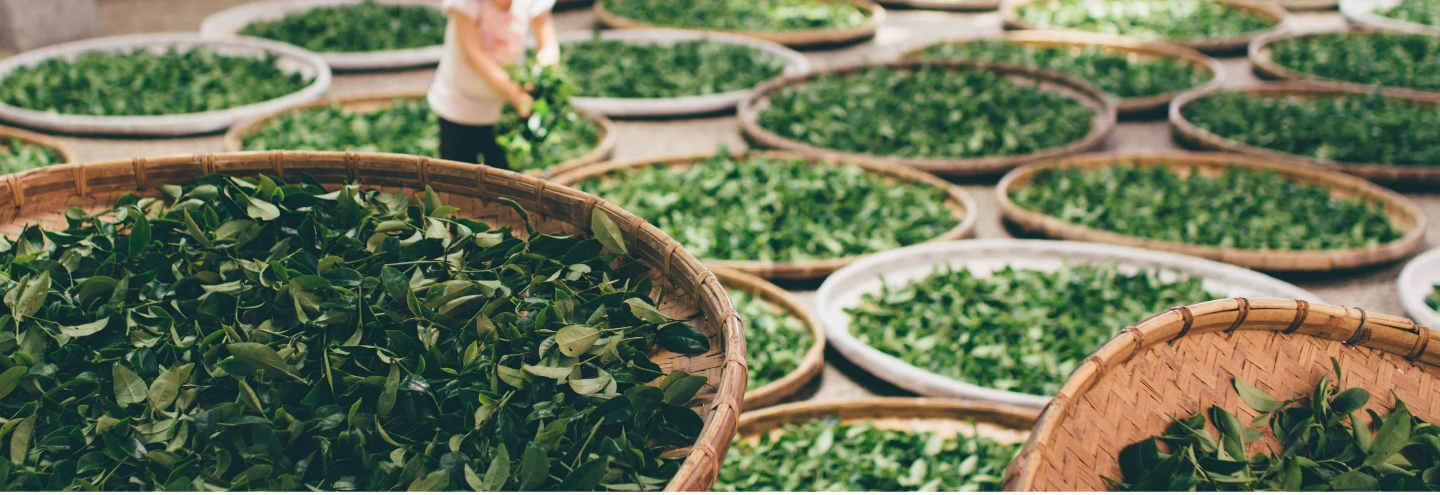 Pacific prime's guide to traditional chinese medicine in hong kong