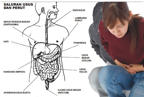 Contoh Gambar Ilustrasi Otot Manusia Cara Menggambar Manusia Secara Proporsional Menggunakan Pensil Mekanisme Pernapasan Ma Ilustrasi Gambar Sistem Otot 