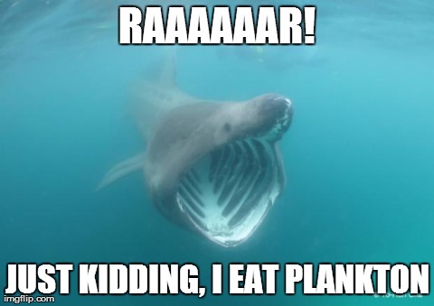 pic Shark Memes Funny what can the funniest shark memes on