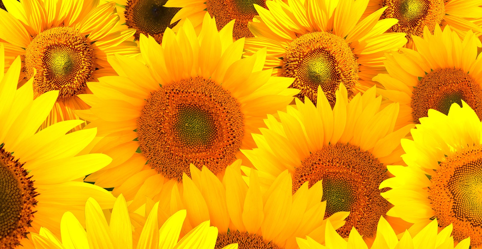 Symbolic sunflower meaning and sunflower insight on whats-your-sign
