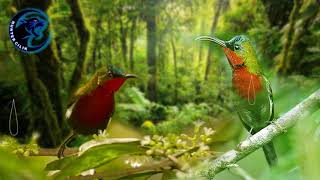 Suara Pikat Burung Kolibri Merak Mp3 – Storymusik 180_X_320_jpg