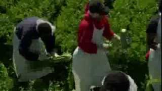 Ocean Mist Farms Celery Harvest thumbnail