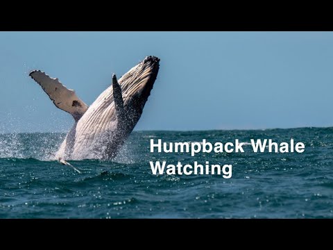 Oct 31, 2019 · there are so many ways to save on tickets for whale watching in boston and massachusetts, and it’s one of the best things to do in boston on weekends. Boston Whale Watch Discount Coupons 01 2022