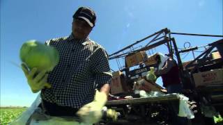 Ocean Mist Farms Iceberg Lettuce Harvest thumbnail