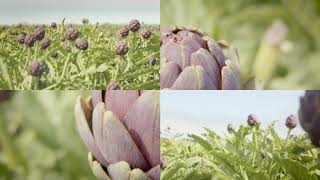 Purple Artichokes thumbnail